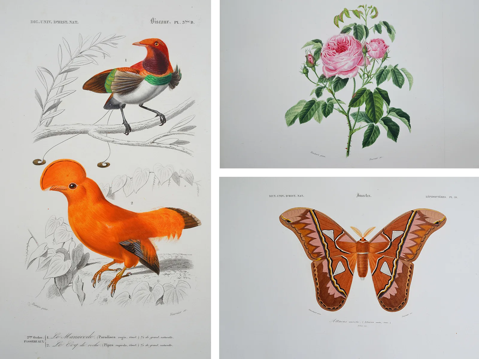 Planche d'histoire naturelle -- oiseaux exotiques, atlas d'Orbigny