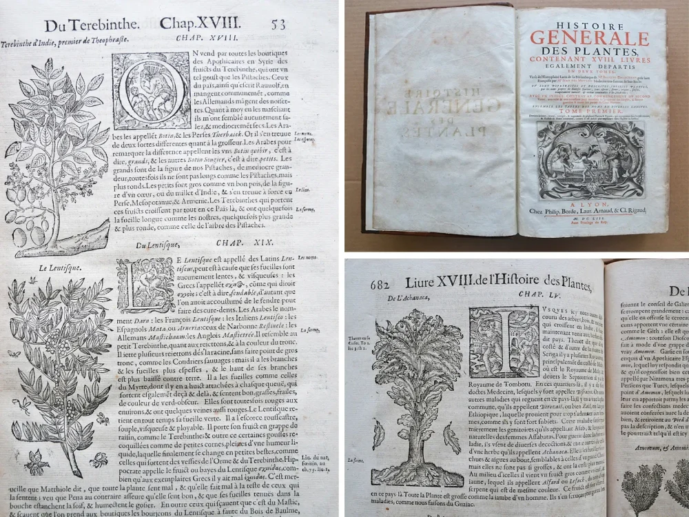 Histoire générale des plantes, contenant XVII livres également départis en deux tomes.
Tirée de l’exemplaire latin de la bibliothèque de M. Dalechamp, puis faire françoise par M. Jean des Moulins, médecins très fameux de leur siècle.
Ou sont pourtraites et décrites infinies plantes, par les noms propres de diverses nations, leurs espèces, forme, origine, saison, tempérament naturel, & vertus convenables ç la Médecine.
Avec un indice contenu au commencement du second tome, très utile & très nécessaire pour montrer les propriétés des simples, & donner guérison à toutes les parties du corps humain (…) - photo