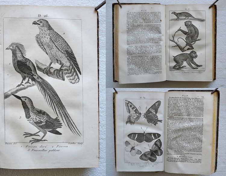 Nouveau dictionnaire d’Histoire Naturelle, appliquée aux arts, à l’agriculture, à l’économie rurale et domestique, à la médecine, etc.
Par une Société de naturalistes et d’agriculteurs.
Nouvelle édition presque entièrement refondue et considérablement augmentée ; avec des figures tirées des trois règnes de la nature.