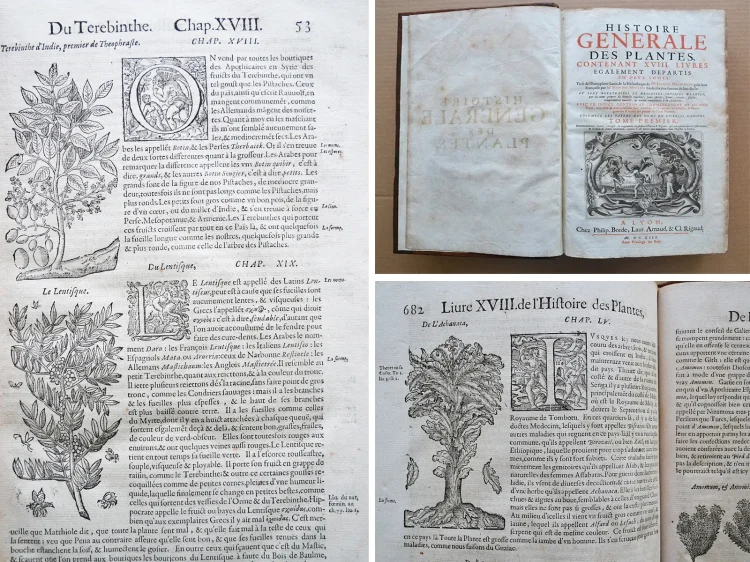 Histoire générale des plantes, contenant XVII livres également départis en deux tomes.
Tirée de l’exemplaire latin de la bibliothèque de M. Dalechamp, puis faire françoise par M. Jean des Moulins, médecins très fameux de leur siècle.
Ou sont pourtraites et décrites infinies plantes, par les noms propres de diverses nations, leurs espèces, forme, origine, saison, tempérament naturel, & vertus convenables ç la Médecine.
Avec un indice contenu au commencement du second tome, très utile & très nécessaire pour montrer les propriétés des simples, & donner guérison à toutes les parties du corps humain (…) - photo