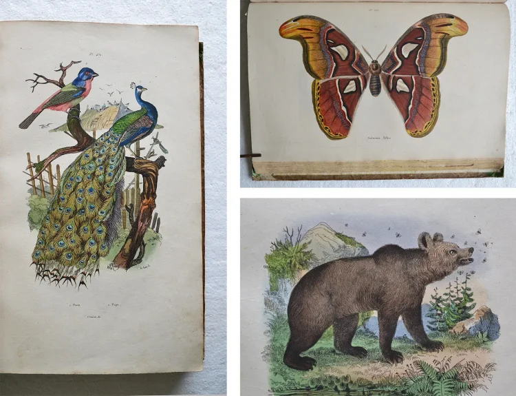 Dictionnaire pittoresque d’Histoire Naturelle et des phénomènes de la nature, contenant l’histoire des animaux, des végétaux, des minéraux, des météores, des principaux phénomènes physiques et des curiosités naturelle (…).
Rédigé par une Société de Naturalistes, sous la direction de M. F.-E. Guérin. - photo