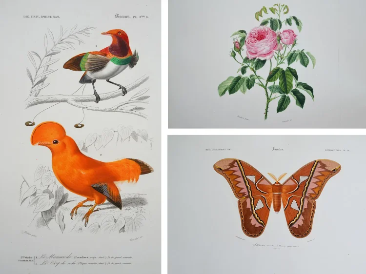 Dictionnaire universel d’histoire naturelle. Renard, Martinet et Cie, Langlois et Leclercq, Masson, 1849. - photo