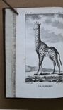 Histoire Naturelle de Buffon, classée par ordres, genres et espèces, d’après le système de Linné (...) - image 13