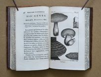 Histoire Naturelle de Buffon, classée par ordres, genres et espèces, d’après le système de Linné (...) - image 10