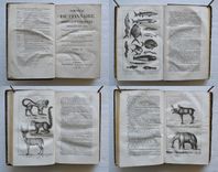 Nouveau dictionnaire d’Histoire Naturelle, appliquée aux arts, à l’agriculture, à l’économie rurale et domestique, à la médecine, etc.
Par une Société de naturalistes et d’agriculteurs.
Nouvelle édition presque entièrement refondue et considérablement augmentée ; avec des figures tirées des trois règnes de la nature. - image 2