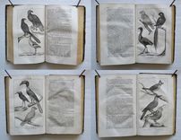 Nouveau dictionnaire d’Histoire Naturelle, appliquée aux arts, à l’agriculture, à l’économie rurale et domestique, à la médecine, etc.
Par une Société de naturalistes et d’agriculteurs.
Nouvelle édition presque entièrement refondue et considérablement augmentée ; avec des figures tirées des trois règnes de la nature. - image 3