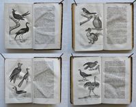 Nouveau dictionnaire d’Histoire Naturelle, appliquée aux arts, à l’agriculture, à l’économie rurale et domestique, à la médecine, etc.
Par une Société de naturalistes et d’agriculteurs.
Nouvelle édition presque entièrement refondue et considérablement augmentée ; avec des figures tirées des trois règnes de la nature. - image 4
