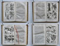 Nouveau dictionnaire d’Histoire Naturelle, appliquée aux arts, à l’agriculture, à l’économie rurale et domestique, à la médecine, etc.
Par une Société de naturalistes et d’agriculteurs.
Nouvelle édition presque entièrement refondue et considérablement augmentée ; avec des figures tirées des trois règnes de la nature. - image 8