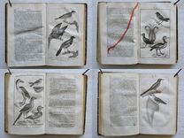 Nouveau dictionnaire d’Histoire Naturelle, appliquée aux arts, à l’agriculture, à l’économie rurale et domestique, à la médecine, etc.
Par une Société de naturalistes et d’agriculteurs.
Nouvelle édition presque entièrement refondue et considérablement augmentée ; avec des figures tirées des trois règnes de la nature. - image 5