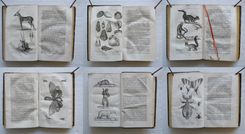 Nouveau dictionnaire d’Histoire Naturelle, appliquée aux arts, à l’agriculture, à l’économie rurale et domestique, à la médecine, etc.
Par une Société de naturalistes et d’agriculteurs.
Nouvelle édition presque entièrement refondue et considérablement augmentée ; avec des figures tirées des trois règnes de la nature. - image 6