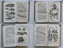 Nouveau dictionnaire d’Histoire Naturelle, appliquée aux arts, à l’agriculture, à l’économie rurale et domestique, à la médecine, etc.
Par une Société de naturalistes et d’agriculteurs.
Nouvelle édition presque entièrement refondue et considérablement augmentée ; avec des figures tirées des trois règnes de la nature. - image 7