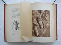 Souvenirs entomologiques – Études sur l’instinct et les mœurs des insectes – Édition définitive illustrée [suivi de : ] La vie de J.H. Fabre naturaliste, suivie du répertoire général analytique des souvenirs entomologiques par le Dr G.-V. Legros. - image 10