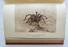 Souvenirs entomologiques – Études sur l’instinct et les mœurs des insectes – Édition définitive illustrée [suivi de : ] La vie de J.H. Fabre naturaliste, suivie du répertoire général analytique des souvenirs entomologiques par le Dr G.-V. Legros. - image 5