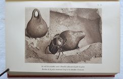 Souvenirs entomologiques – Études sur l’instinct et les mœurs des insectes – Édition définitive illustrée [suivi de : ] La vie de J.H. Fabre naturaliste, suivie du répertoire général analytique des souvenirs entomologiques par le Dr G.-V. Legros. - image 6