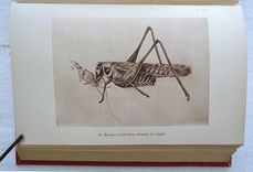 Souvenirs entomologiques – Études sur l’instinct et les mœurs des insectes – Édition définitive illustrée [suivi de : ] La vie de J.H. Fabre naturaliste, suivie du répertoire général analytique des souvenirs entomologiques par le Dr G.-V. Legros. - image 4