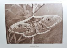 Souvenirs entomologiques – Études sur l’instinct et les mœurs des insectes – Édition définitive illustrée [suivi de : ] La vie de J.H. Fabre naturaliste, suivie du répertoire général analytique des souvenirs entomologiques par le Dr G.-V. Legros. - image 8