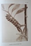 Souvenirs entomologiques – Études sur l’instinct et les mœurs des insectes – Édition définitive illustrée [suivi de : ] La vie de J.H. Fabre naturaliste, suivie du répertoire général analytique des souvenirs entomologiques par le Dr G.-V. Legros. - image 11