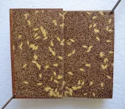 Almanach général, civil, militaire, commercial et maritime de la sénatorerie de Bordeaux, pour l’année commune de 1811, dédié à Son Excellence Monseigneur Dominique-Catherine Pérignon, Maréchal de l’Empire (…). - photo