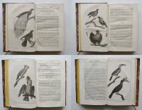 Œuvres complètes de Buffon, mises en ordre, précédées d’une notice sur la vie de l’auteur, et suivies d’un discours intitulé : Vue générale des progrès de plusieurs branches des sciences naturelles depuis le milieu du dernier siècle.
Nouvelle édition, ornée de nouvelles et superbes figures.
[Suivi de] : Histoire naturelle des quadrupèdes ovipares, par M. le Comte de Lacépède. Suite et complément des œuvres de Buffon. - photo