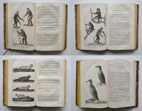 Œuvres complètes de Buffon, mises en ordre, précédées d’une notice sur la vie de l’auteur, et suivies d’un discours intitulé : Vue générale des progrès de plusieurs branches des sciences naturelles depuis le milieu du dernier siècle.
Nouvelle édition, ornée de nouvelles et superbes figures.
[Suivi de] : Histoire naturelle des quadrupèdes ovipares, par M. le Comte de Lacépède. Suite et complément des œuvres de Buffon. - photo