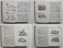 Dictionnaire usuel de chirurgie et de médecine vétérinaires, manuel pratique ou l’on trouve exposés avec clarté et dans un langage à la porté de tout le monde, 1°] Tout ce qui regarde l’histoire naturelle, la propagation, l’entretien et la conservation des animaux domestiques ; 2°] La description de toutes les maladies auxquelles ces animaux sont sujets ; 3°] Les moyens de les traiter de la manière la plus efficace et la plus économique ; 4°] La législation vétérinaire. - photo
