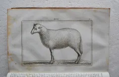 Dictionnaire usuel de chirurgie et de médecine vétérinaires, manuel pratique ou l’on trouve exposés avec clarté et dans un langage à la porté de tout le monde, 1°] Tout ce qui regarde l’histoire naturelle, la propagation, l’entretien et la conservation des animaux domestiques ; 2°] La description de toutes les maladies auxquelles ces animaux sont sujets ; 3°] Les moyens de les traiter de la manière la plus efficace et la plus économique ; 4°] La législation vétérinaire. - photo