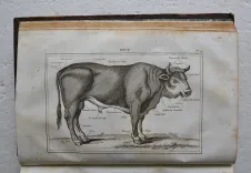 Dictionnaire usuel de chirurgie et de médecine vétérinaires, manuel pratique ou l’on trouve exposés avec clarté et dans un langage à la porté de tout le monde, 1°] Tout ce qui regarde l’histoire naturelle, la propagation, l’entretien et la conservation des animaux domestiques ; 2°] La description de toutes les maladies auxquelles ces animaux sont sujets ; 3°] Les moyens de les traiter de la manière la plus efficace et la plus économique ; 4°] La législation vétérinaire. - photo