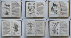 Pau – Béarn – Pyrénées.
Illustrations d’après nature.
Syndicat d’initiative de Pau, du Béarn et des Pyrénées. Pau, 4 rue Adoue. - photo