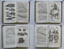 Pau – Béarn – Pyrénées.
Illustrations d’après nature.
Syndicat d’initiative de Pau, du Béarn et des Pyrénées. Pau, 4 rue Adoue. - photo