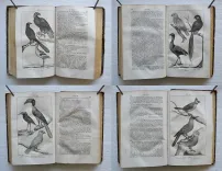 Pau – Béarn – Pyrénées.
Illustrations d’après nature.
Syndicat d’initiative de Pau, du Béarn et des Pyrénées. Pau, 4 rue Adoue. - photo