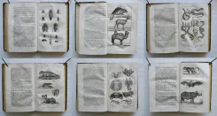 Pau – Béarn – Pyrénées.
Illustrations d’après nature.
Syndicat d’initiative de Pau, du Béarn et des Pyrénées. Pau, 4 rue Adoue. - photo