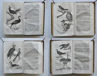 Pau – Béarn – Pyrénées.
Illustrations d’après nature.
Syndicat d’initiative de Pau, du Béarn et des Pyrénées. Pau, 4 rue Adoue. - photo