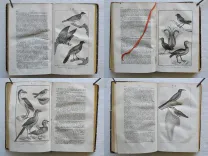 Pau – Béarn – Pyrénées.
Illustrations d’après nature.
Syndicat d’initiative de Pau, du Béarn et des Pyrénées. Pau, 4 rue Adoue. - photo