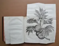 1] Relation des voyages entrepris par ordre de Sa Majesté britannique, actuellement régnante, pou faire des découvertes dans l’hémisphère méridional, et successivement exécutés par le commodore Byron, le capitaine Carteret, le capitaine Wallis & le capitaine Cook, dans les vaisseaux le Dauphin, le Swallow & l’Endeavour. - photo