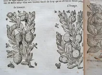 Histoire générale des plantes, contenant XVII livres également départis en deux tomes.
Tirée de l’exemplaire latin de la bibliothèque de M. Dalechamp, puis faire françoise par M. Jean des Moulins, médecins très fameux de leur siècle.
Ou sont pourtraites et décrites infinies plantes, par les noms propres de diverses nations, leurs espèces, forme, origine, saison, tempérament naturel, & vertus convenables ç la Médecine.
Avec un indice contenu au commencement du second tome, très utile & très nécessaire pour montrer les propriétés des simples, & donner guérison à toutes les parties du corps humain (…) - photo