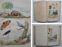Dictionnaire pittoresque d’Histoire Naturelle et des phénomènes de la nature, contenant l’histoire des animaux, des végétaux, des minéraux, des météores, des principaux phénomènes physiques et des curiosités naturelle (…).
Rédigé par une Société de Naturalistes, sous la direction de M. F.-E. Guérin. - photo