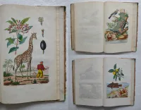 Dictionnaire pittoresque d’Histoire Naturelle et des phénomènes de la nature, contenant l’histoire des animaux, des végétaux, des minéraux, des météores, des principaux phénomènes physiques et des curiosités naturelle (…).
Rédigé par une Société de Naturalistes, sous la direction de M. F.-E. Guérin. - photo