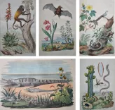 Dictionnaire pittoresque d’Histoire Naturelle et des phénomènes de la nature, contenant l’histoire des animaux, des végétaux, des minéraux, des météores, des principaux phénomènes physiques et des curiosités naturelle (…).
Rédigé par une Société de Naturalistes, sous la direction de M. F.-E. Guérin. - photo