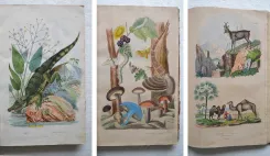 Dictionnaire pittoresque d’Histoire Naturelle et des phénomènes de la nature, contenant l’histoire des animaux, des végétaux, des minéraux, des météores, des principaux phénomènes physiques et des curiosités naturelle (…).
Rédigé par une Société de Naturalistes, sous la direction de M. F.-E. Guérin. - photo