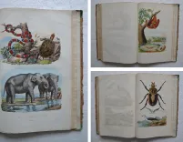 Dictionnaire pittoresque d’Histoire Naturelle et des phénomènes de la nature, contenant l’histoire des animaux, des végétaux, des minéraux, des météores, des principaux phénomènes physiques et des curiosités naturelle (…).
Rédigé par une Société de Naturalistes, sous la direction de M. F.-E. Guérin. - photo