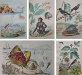 Dictionnaire pittoresque d’Histoire Naturelle et des phénomènes de la nature, contenant l’histoire des animaux, des végétaux, des minéraux, des météores, des principaux phénomènes physiques et des curiosités naturelle (…).
Rédigé par une Société de Naturalistes, sous la direction de M. F.-E. Guérin. - photo