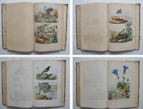 Dictionnaire pittoresque d’Histoire Naturelle et des phénomènes de la nature, contenant l’histoire des animaux, des végétaux, des minéraux, des météores, des principaux phénomènes physiques et des curiosités naturelle (…).
Rédigé par une Société de Naturalistes, sous la direction de M. F.-E. Guérin. - photo