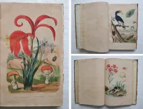 Dictionnaire pittoresque d’Histoire Naturelle et des phénomènes de la nature, contenant l’histoire des animaux, des végétaux, des minéraux, des météores, des principaux phénomènes physiques et des curiosités naturelle (…).
Rédigé par une Société de Naturalistes, sous la direction de M. F.-E. Guérin. - photo