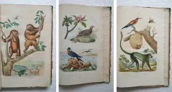 Dictionnaire pittoresque d’Histoire Naturelle et des phénomènes de la nature, contenant l’histoire des animaux, des végétaux, des minéraux, des météores, des principaux phénomènes physiques et des curiosités naturelle (…).
Rédigé par une Société de Naturalistes, sous la direction de M. F.-E. Guérin. - photo