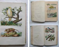 Dictionnaire pittoresque d’Histoire Naturelle et des phénomènes de la nature, contenant l’histoire des animaux, des végétaux, des minéraux, des météores, des principaux phénomènes physiques et des curiosités naturelle (…).
Rédigé par une Société de Naturalistes, sous la direction de M. F.-E. Guérin. - photo
