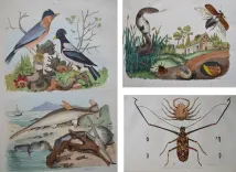 Dictionnaire pittoresque d’Histoire Naturelle et des phénomènes de la nature, contenant l’histoire des animaux, des végétaux, des minéraux, des météores, des principaux phénomènes physiques et des curiosités naturelle (…).
Rédigé par une Société de Naturalistes, sous la direction de M. F.-E. Guérin. - photo