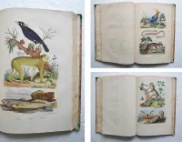 Dictionnaire pittoresque d’Histoire Naturelle et des phénomènes de la nature, contenant l’histoire des animaux, des végétaux, des minéraux, des météores, des principaux phénomènes physiques et des curiosités naturelle (…).
Rédigé par une Société de Naturalistes, sous la direction de M. F.-E. Guérin. - photo