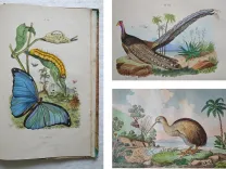 Dictionnaire pittoresque d’Histoire Naturelle et des phénomènes de la nature, contenant l’histoire des animaux, des végétaux, des minéraux, des météores, des principaux phénomènes physiques et des curiosités naturelle (…).
Rédigé par une Société de Naturalistes, sous la direction de M. F.-E. Guérin. - photo