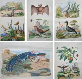 Dictionnaire pittoresque d’Histoire Naturelle et des phénomènes de la nature, contenant l’histoire des animaux, des végétaux, des minéraux, des météores, des principaux phénomènes physiques et des curiosités naturelle (…).
Rédigé par une Société de Naturalistes, sous la direction de M. F.-E. Guérin. - photo