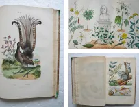 Dictionnaire pittoresque d’Histoire Naturelle et des phénomènes de la nature, contenant l’histoire des animaux, des végétaux, des minéraux, des météores, des principaux phénomènes physiques et des curiosités naturelle (…).
Rédigé par une Société de Naturalistes, sous la direction de M. F.-E. Guérin. - photo